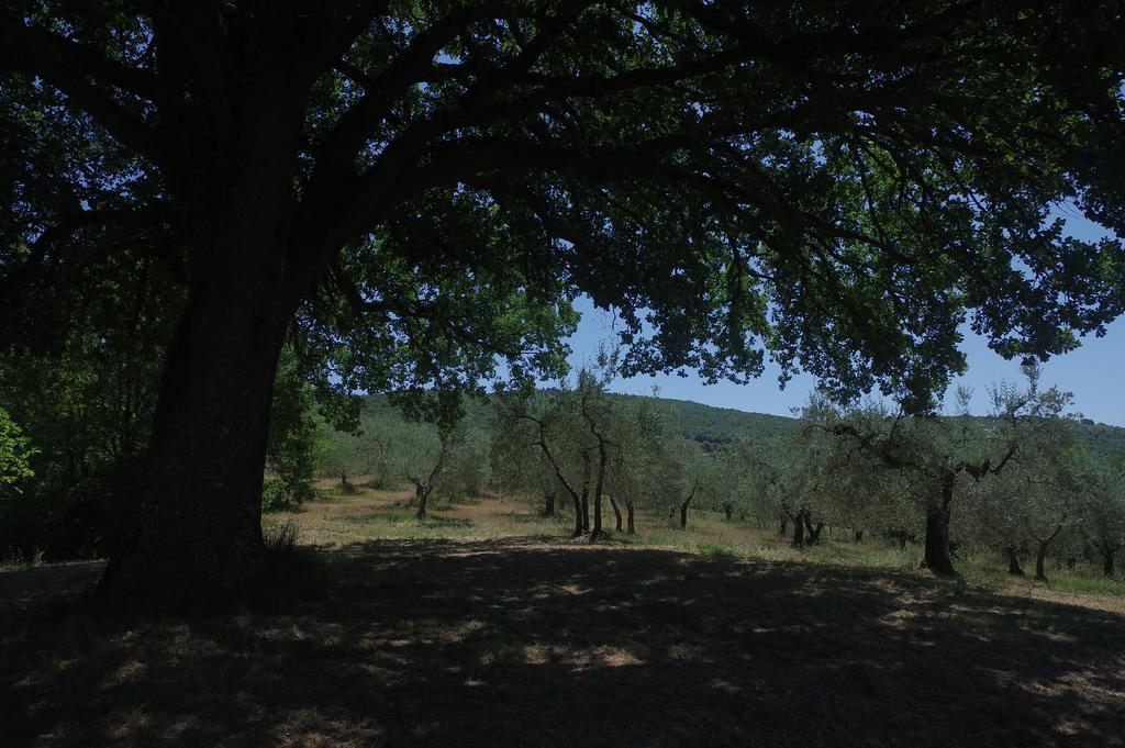 Borgo Buciardella Villa Baschi Eksteriør billede