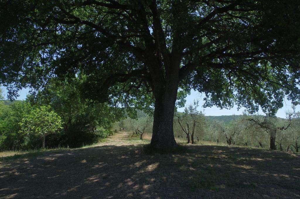 Borgo Buciardella Villa Baschi Eksteriør billede